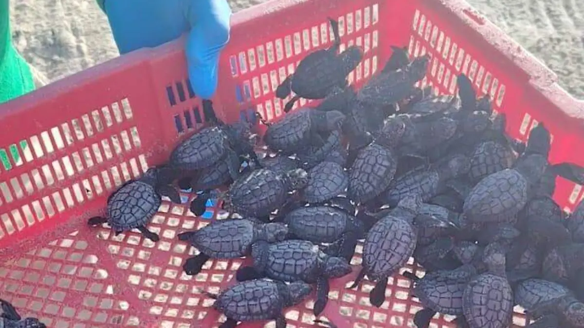 Se llevó a cabo la liberación de tortugas lora en Playa Miramar, Ciudad Madero Eugenia Gómez (1)
