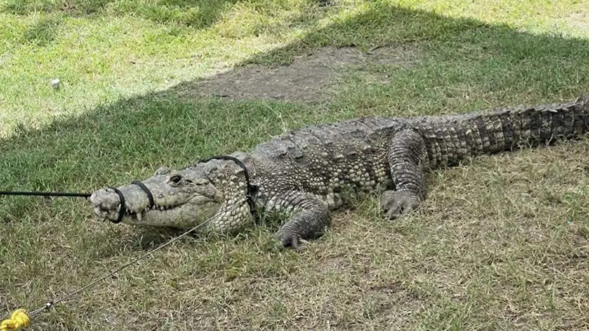 Cada temporada de lluvias se agrava la salida de cocodrilos de su hábitat