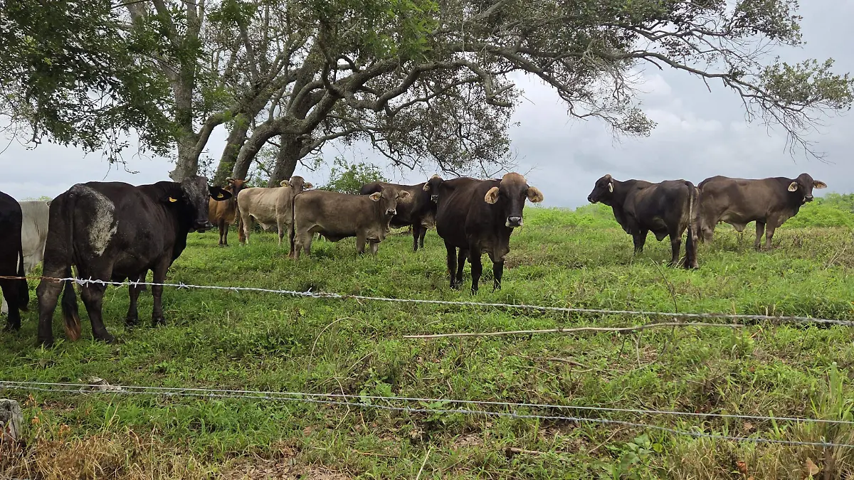 Brotes tiernos de pasto provocan problemas de salud en los animales del campo