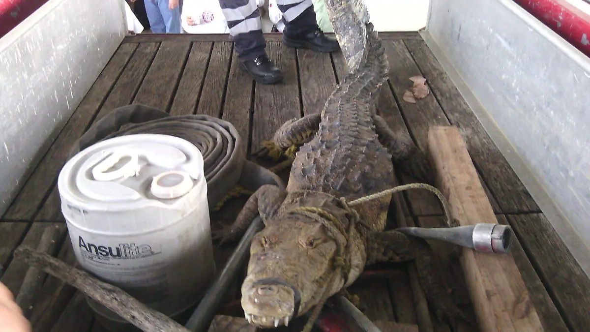 Capturan cocodrilo en zona industrial de Altamira; ya suman 40