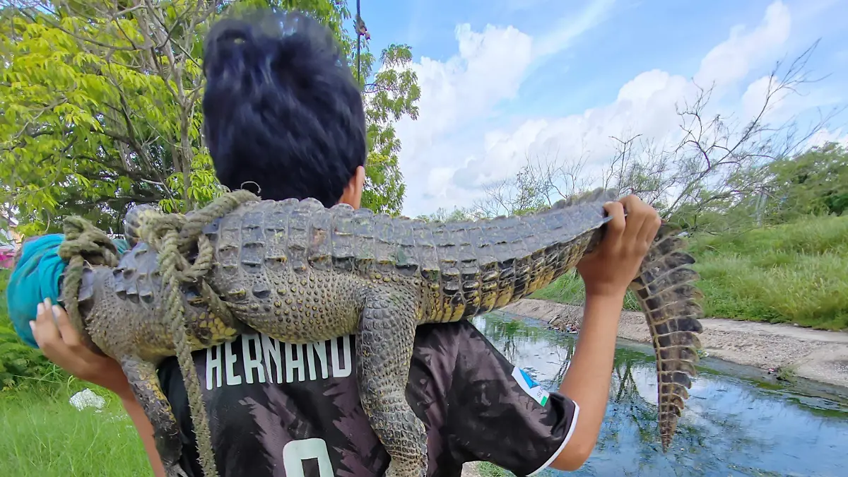 Autoridades exhortan a la población a no capturar a los cocodrilos debido al riesgo que representan
