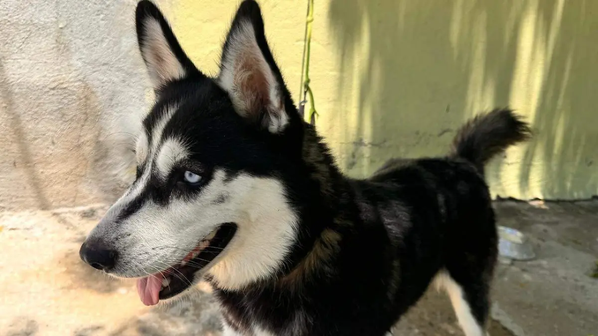 El husky siberiano es una de las razas más populares en México, sin embargo, 7 de cada 10 perros en el país viven en situación de calle