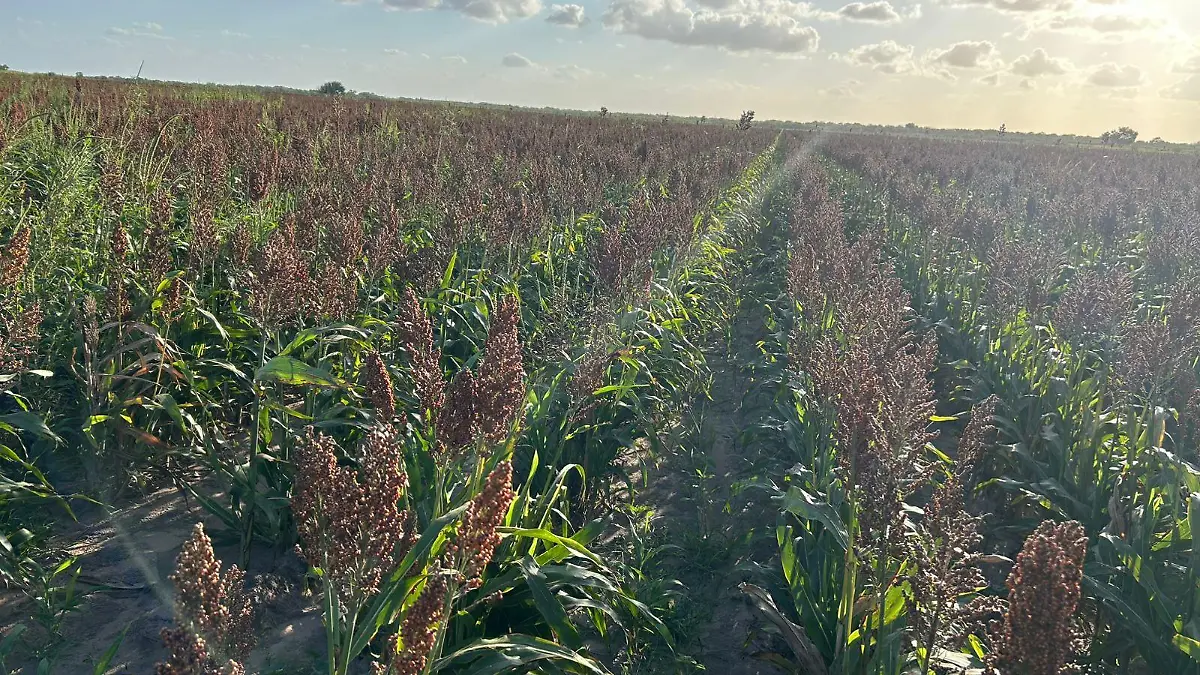 En Tamaulipas se siembran poco más de 600 mil hectáreas de sorgo