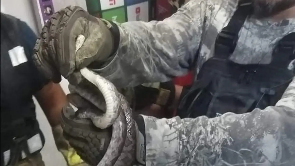 Familia encuentra víboras en su hogar; las rescatan en Victoria, Tamaulipas