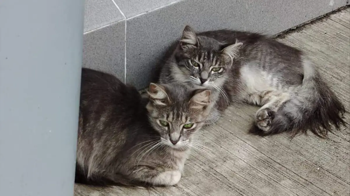 Vecinos de la colonia Del Pueblo en Tampico denunciaron el envenenamiento de gatos domésticos Eugenia Gómez