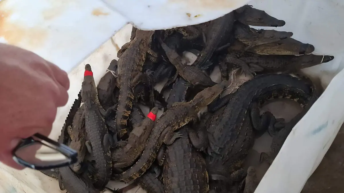 La Procuraduría Federal de Protección al Ambiente (Profepa) se encarga de su manejo