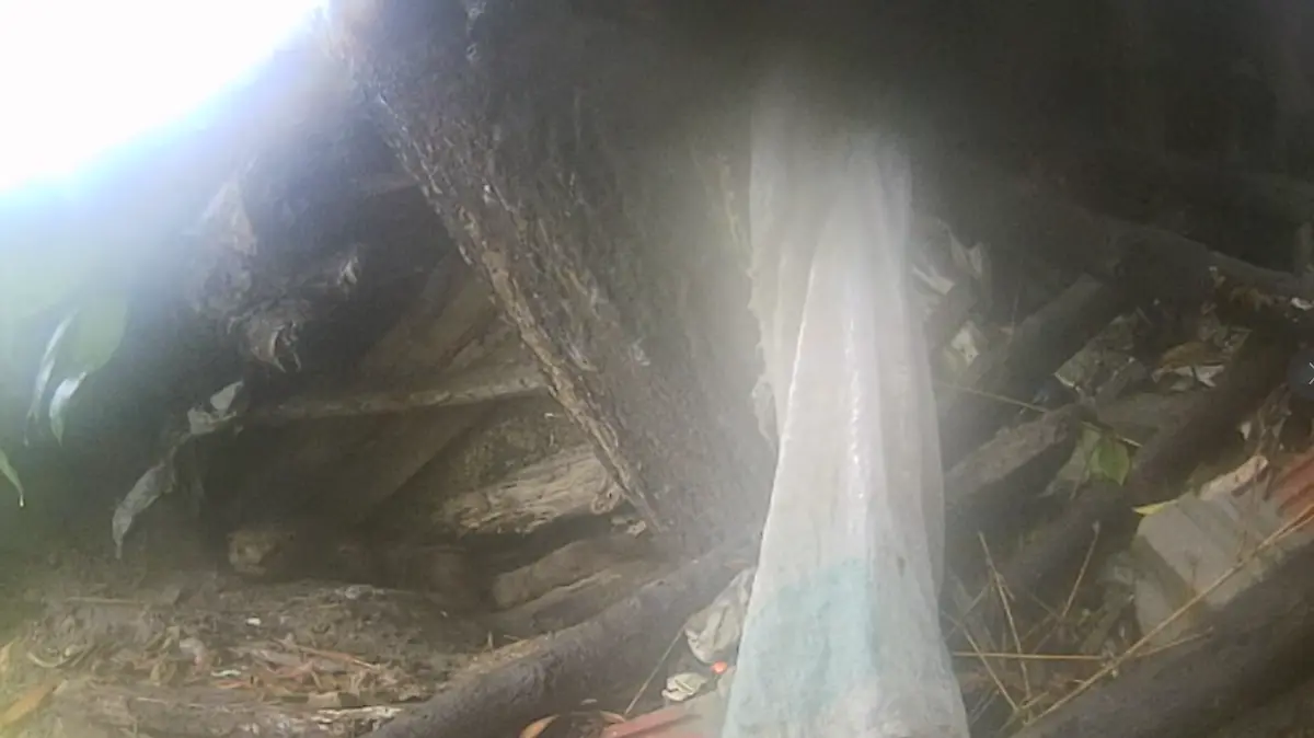 Nutria laguna Altamira