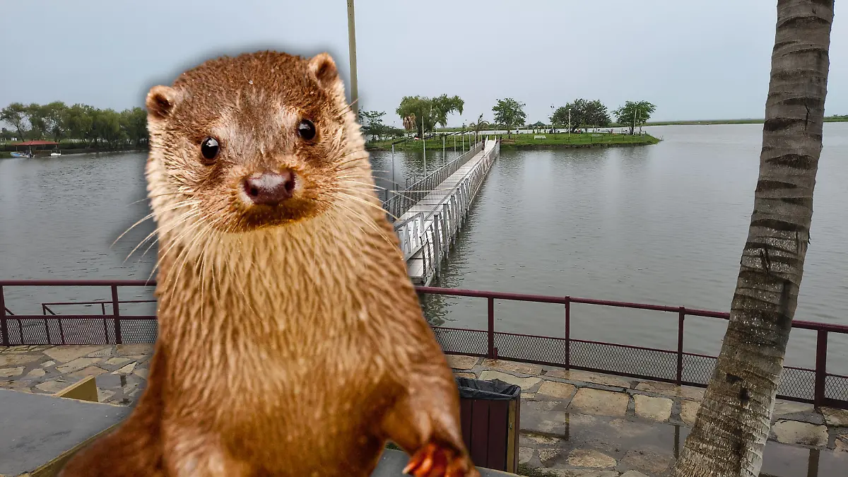 Biólogo logra grabar en video a una nutria en la Laguna del Champayán de Altamira Miguel Díaz y Canva (Imagen de aspecto)