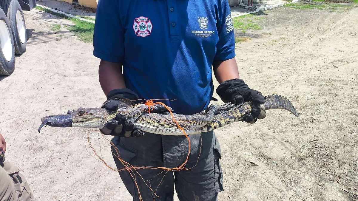 La cría de cocodrilo fue entregada a los bomberos tras ser capturada en Ciudad Madero