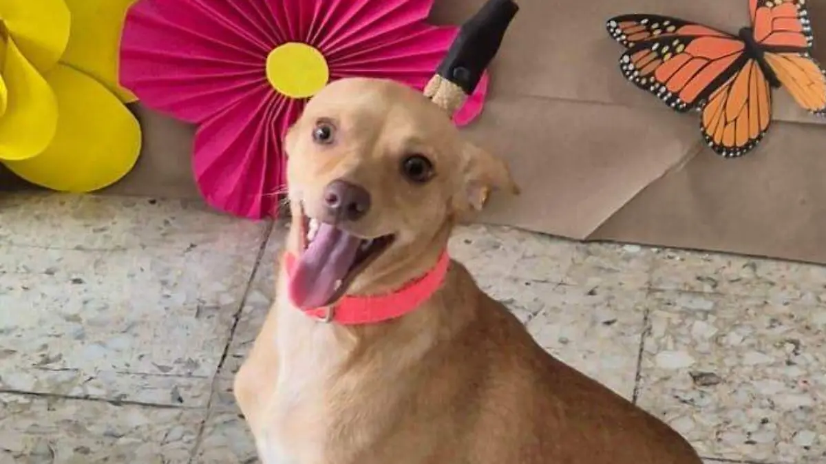 Agrupaciones hacen todo lo posible por encontrar una familia para los animales domésticos en estado de vulnerabilidad