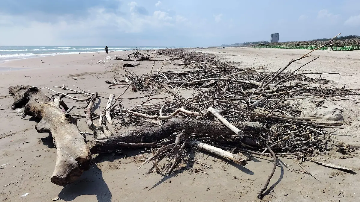 En junio y julio, las altas corrientes de agua arrastraron árboles completos hasta Playa Miramar