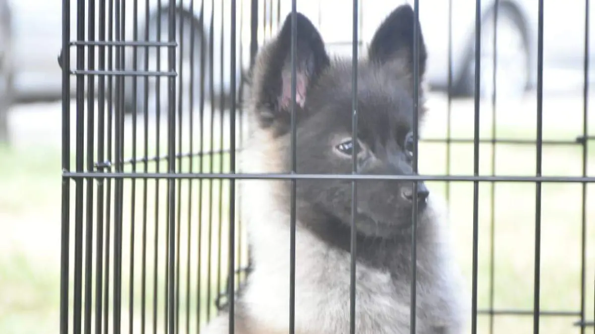 Durante el Día del Perro en Tampico se fomentó la adopción responsable, tener una mascota puede beneficiar a la salud mental y física 
