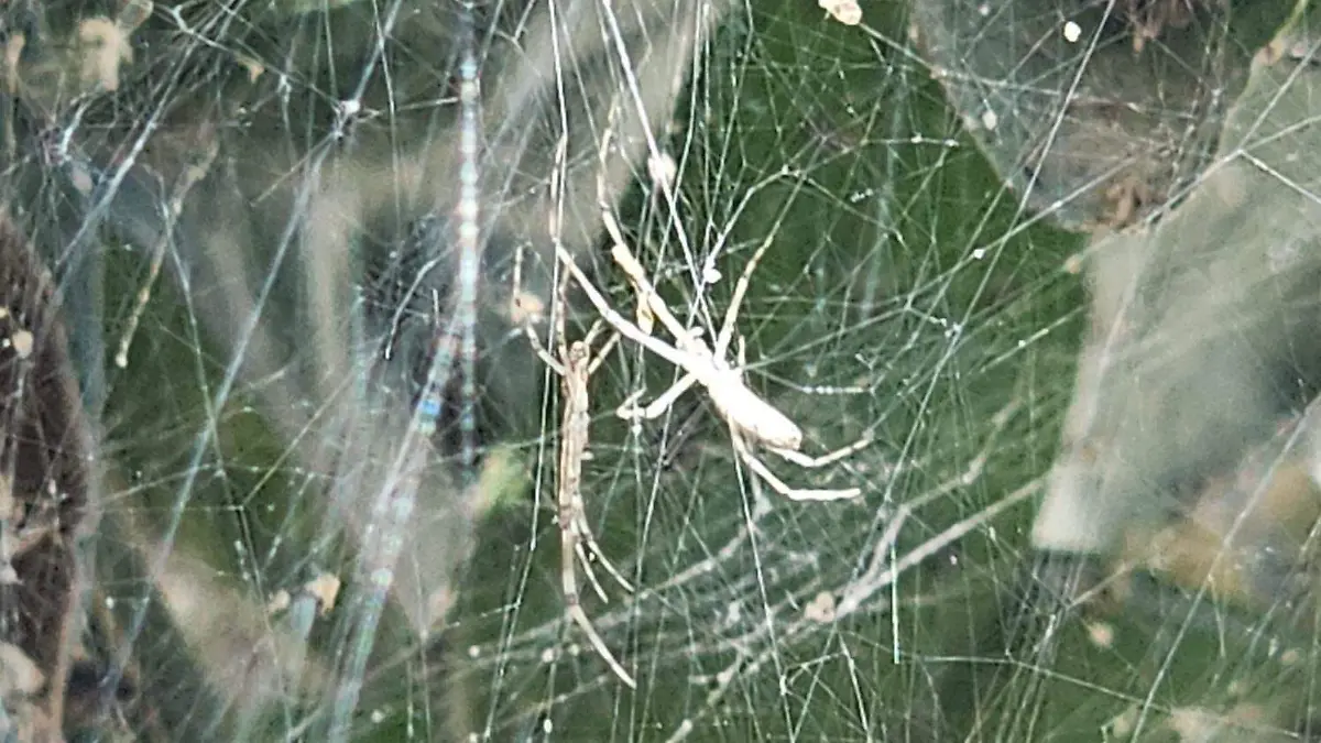 telaraña 2