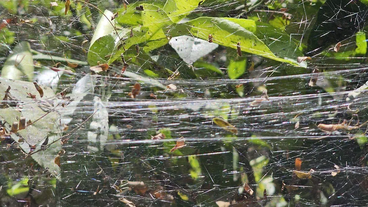 Una laguna de Tamaulipas se llena de telarañas y causa pánico, ¿cuál es el motivo?