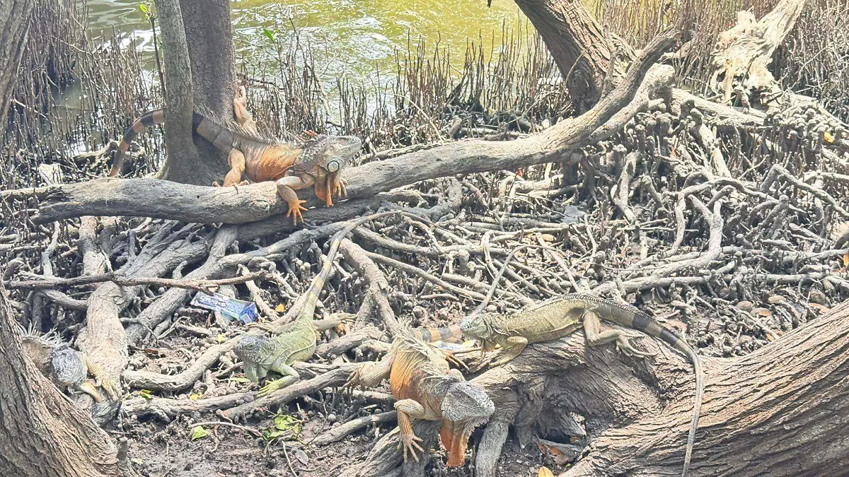 En 2006, se talaron 16.9 hectáreas de mangle en la Laguna del Carpintero; al día de hoy se intenta recuperar el ecosistema pérdido