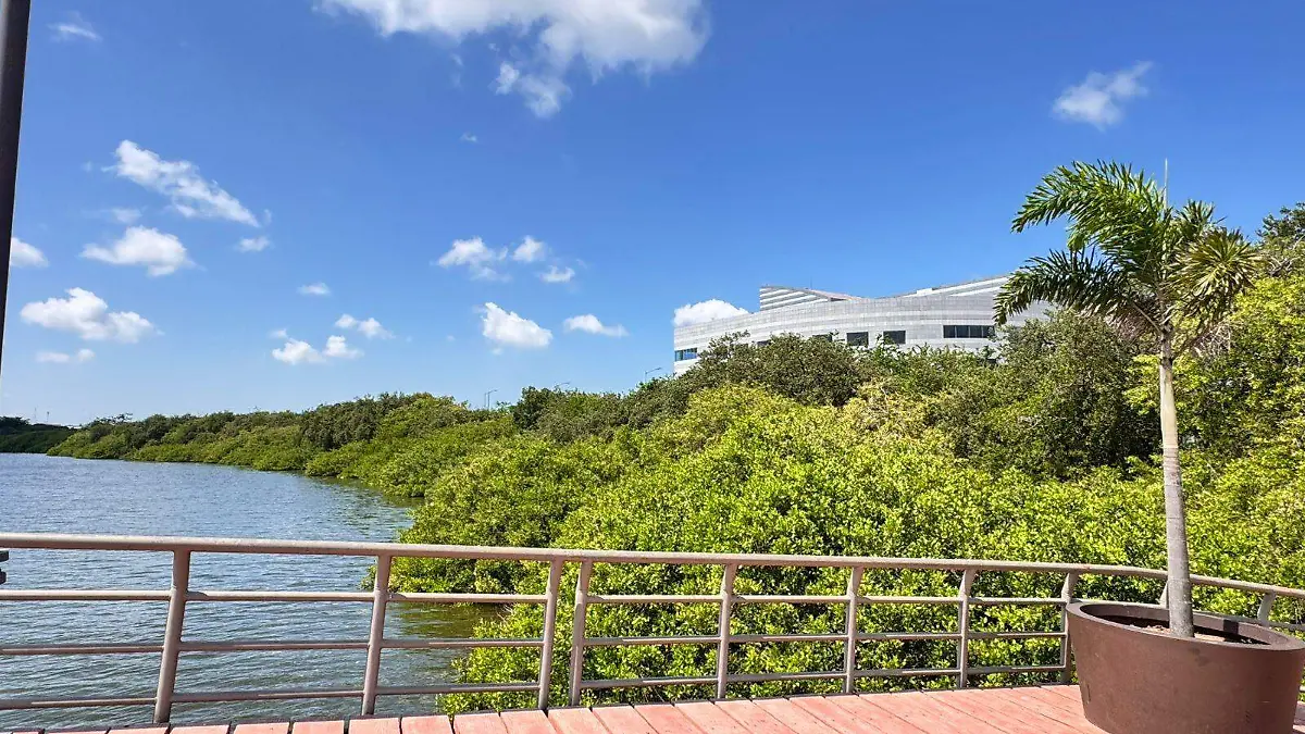 La pérdida de manglares implica mayor vulnerabilidad ante huracanes, pérdida de pesquerías y reducción de calidad del agua