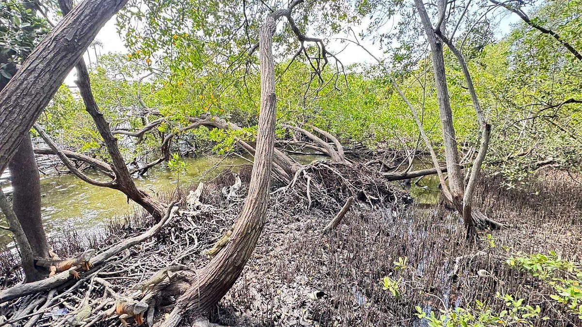 Una hectárea de manglar puede capturar hasta mil toneladas de dióxido de carbono a lo largo de su vida útil