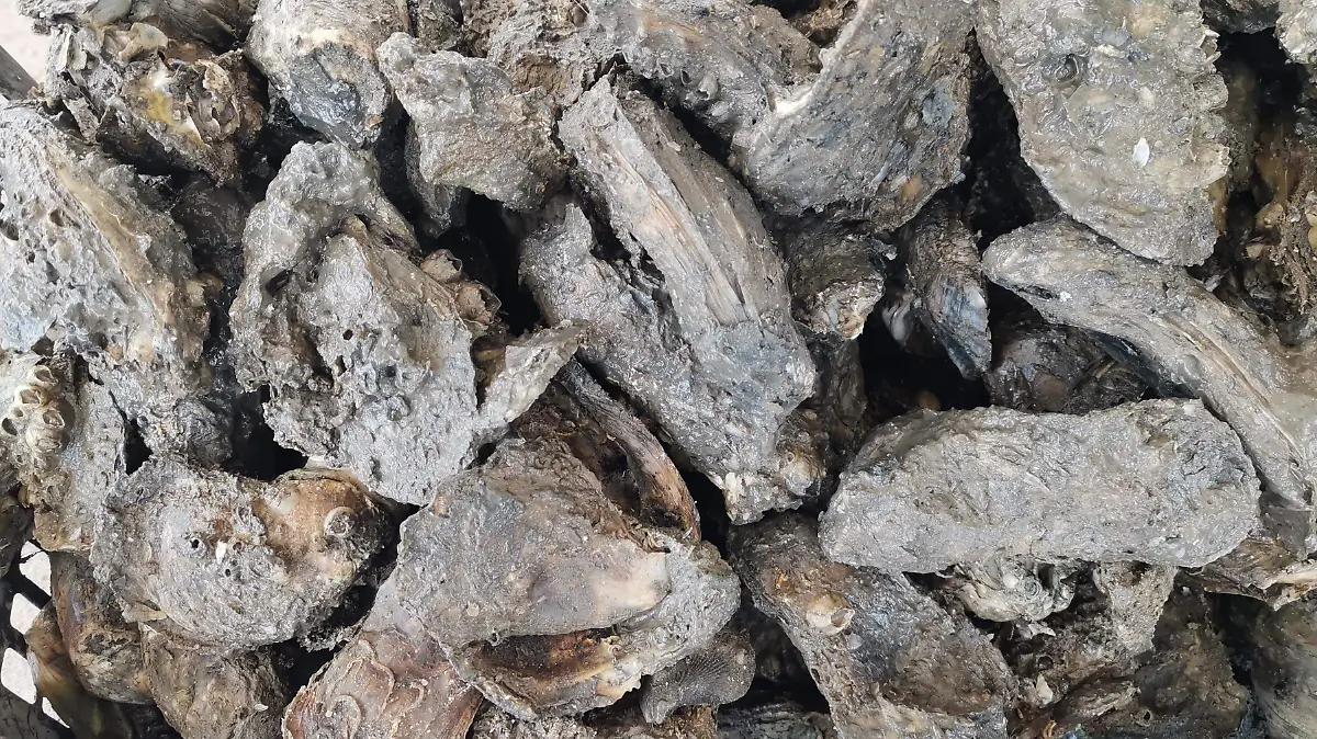 Ostión cumple las normas sanitarias, pero falta respaldo oficial para exportar