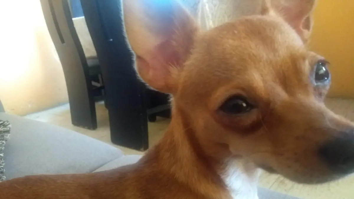 Los perritos no pueden hablar, pero su forma de mirar lo dice todo: confían en ti