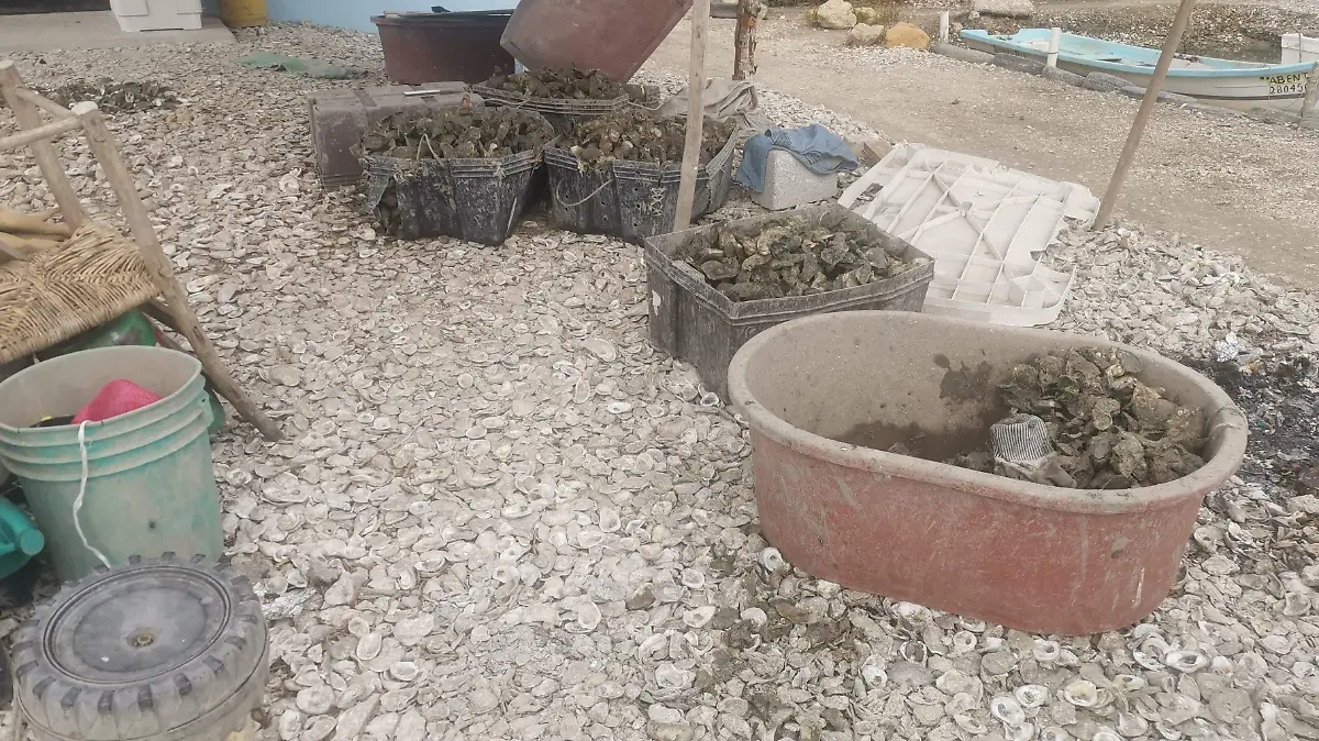 La concha puede salvar la industria pesquera