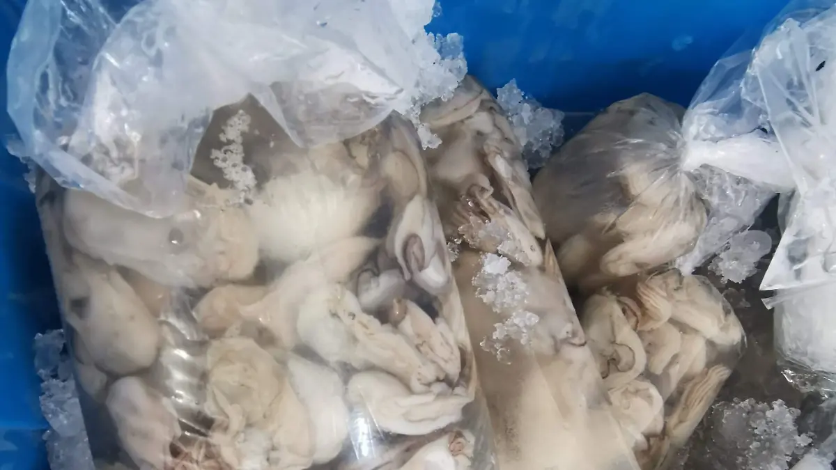 El bivalvo alimenta al norte de Veracruz, pero su futuro depende de una concha olvidada