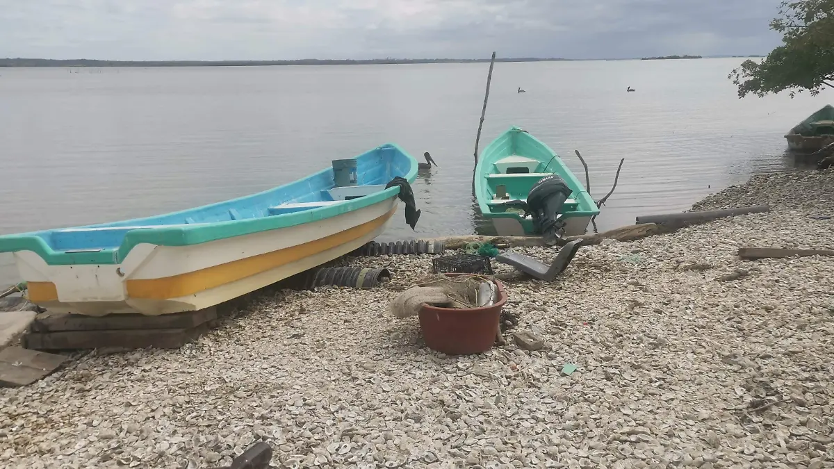 Pescadores libres tiran conchas de ostión y destruyen el futuro del molusco