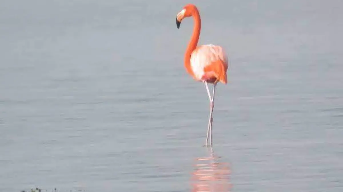 Un ejemplar adulto puede medir hasta 1.5 metros y pesar entre 1.8 y 3.6 kilogramos