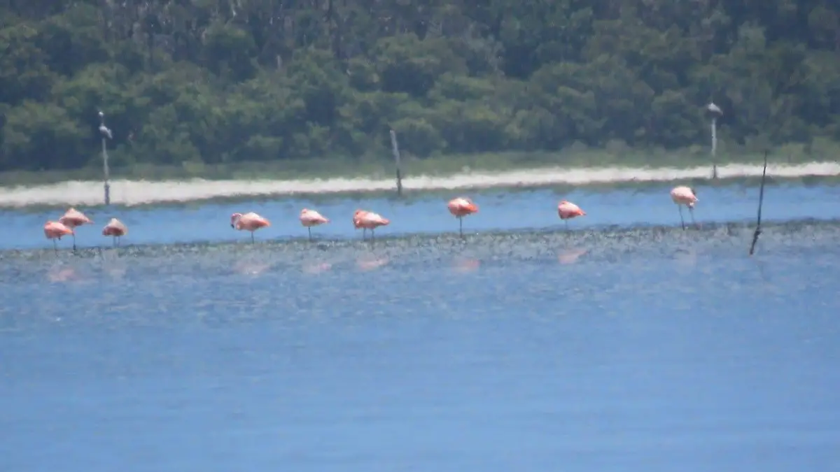 Las hembras suelen poner de uno a dos huevos de color blanco por temporada, con un tiempo de incubación de 27 a 31 días
