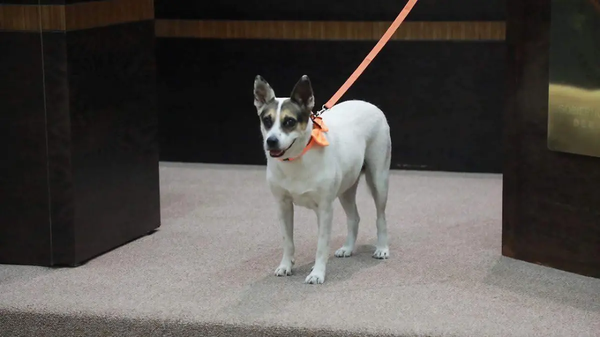 Perrucha es adoptada por el Congreso de Tamaulipas y ahora forma parte de los bienes vivos activos de la cámara, junto con Ardillita