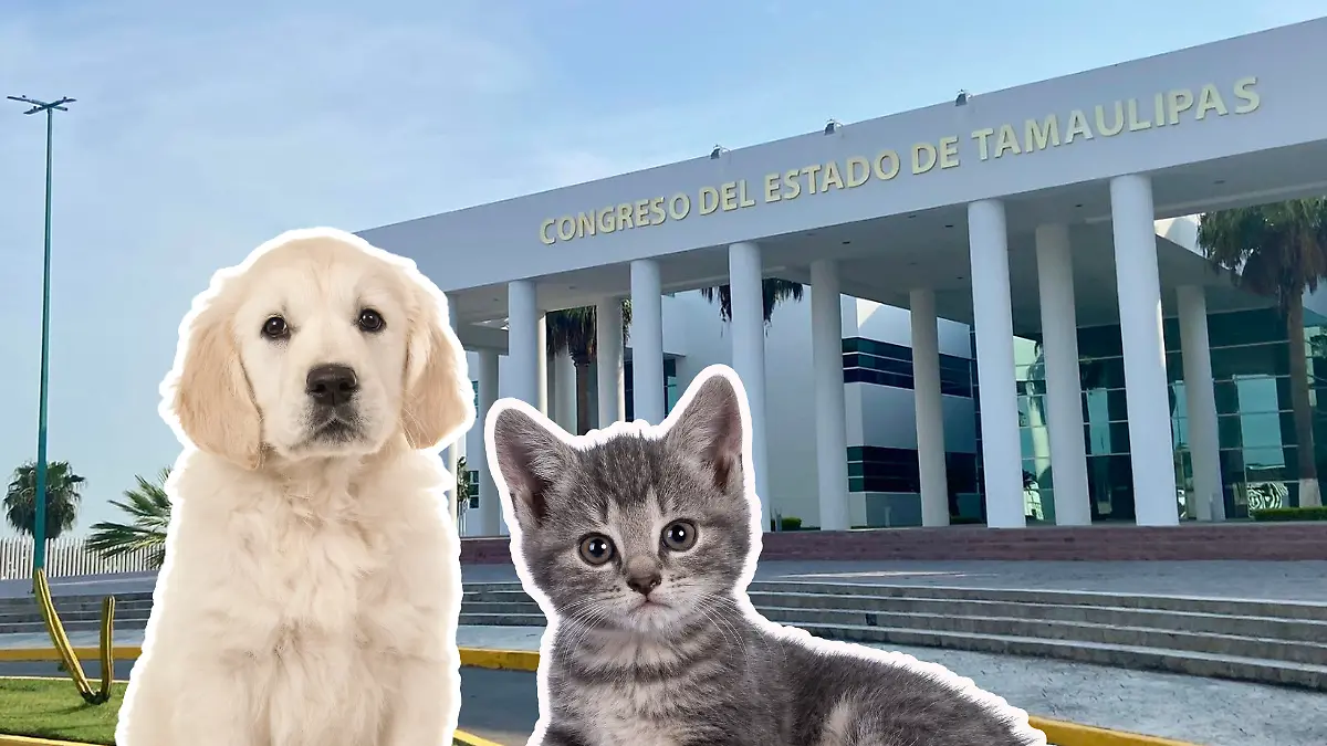 Tamaulipas podría tener el primer Congreso “pet friendly” en México Facebook y Canva