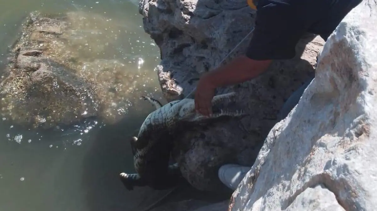 El cocodrilo fue capturado por los bomberos en la zona de las escolleras