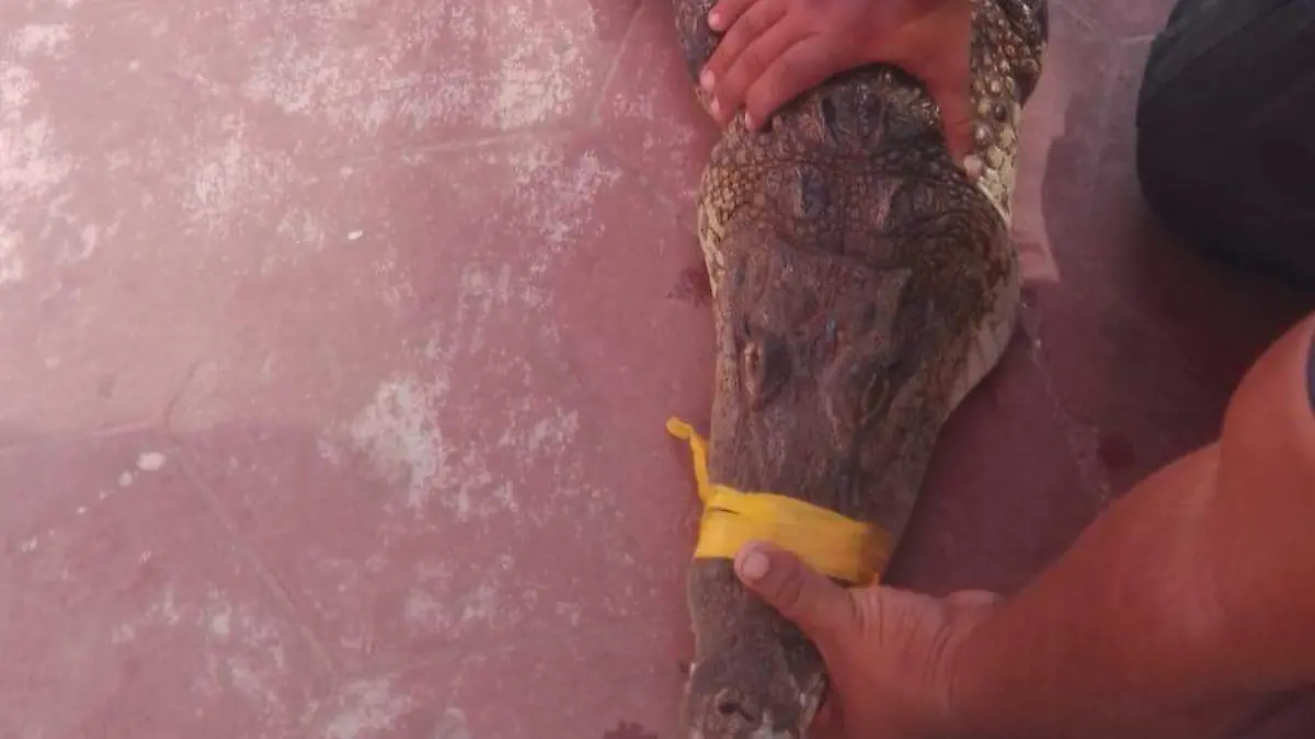 El saurio fue llevado al Cuartel de Bomberos de Ciudad Madero previo a su reubicación