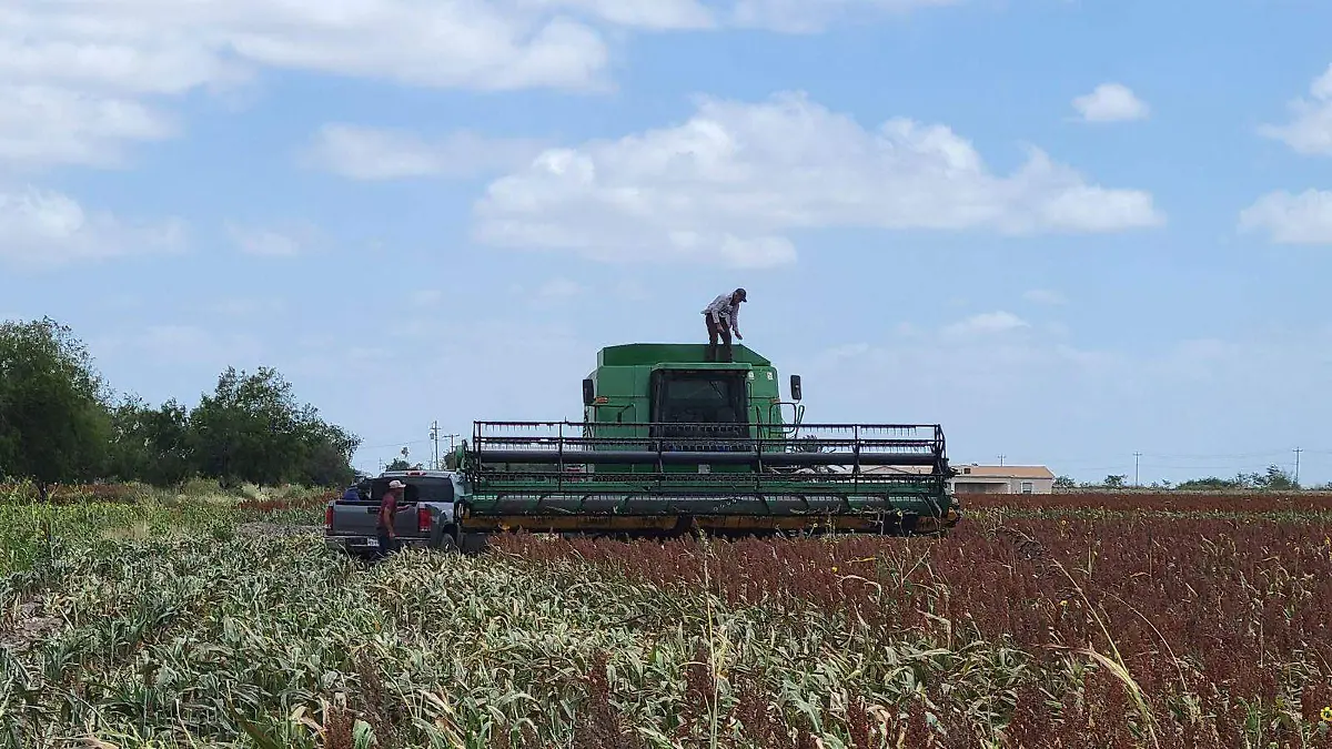Productores aseguran que ya no es redituable sembrar sorgo en Tamaulipas 