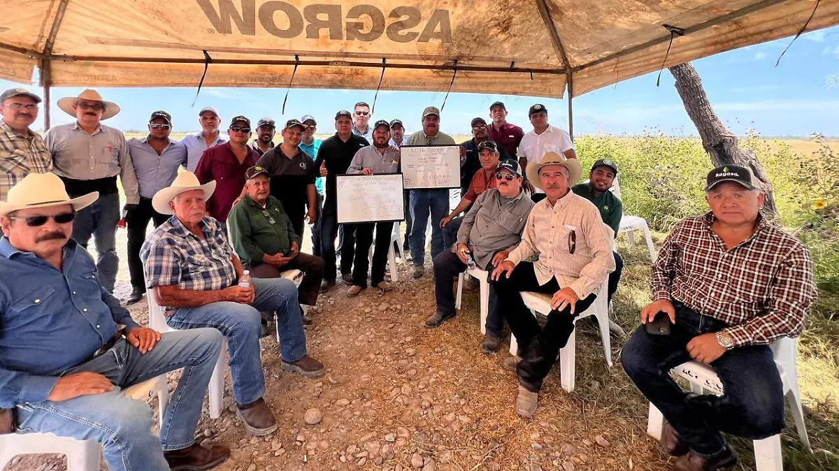 El costo de la tonelada de sorgo ha ido en decadencia por lo que aseguran no es redituable su producción