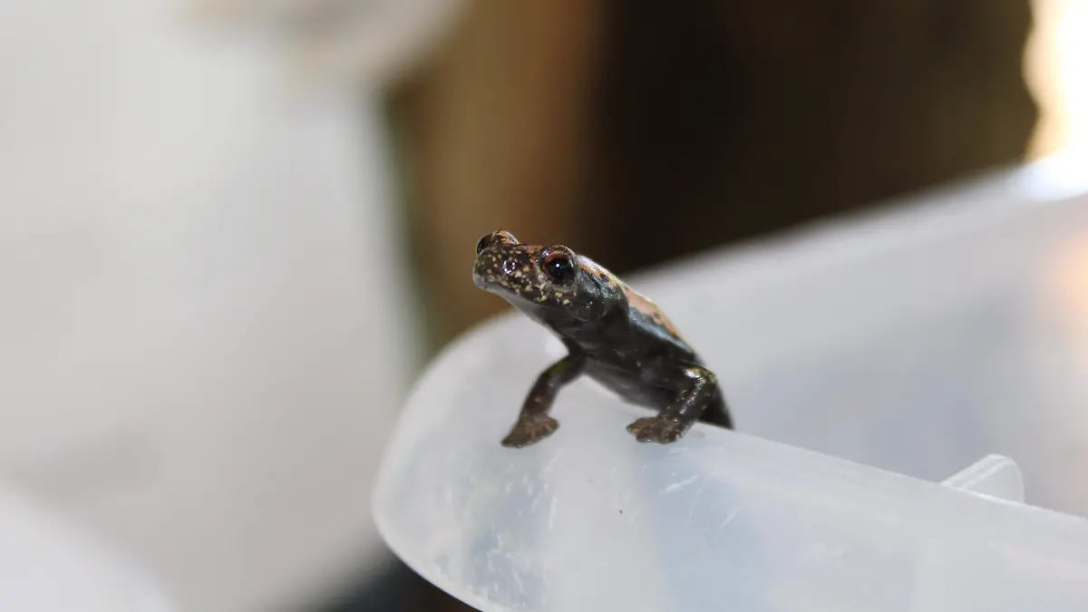Esta es una de las ocho salamandras “Boca de Hongo Pies Anchos” o “Tlaconete” localizadas en la laguna Champayán