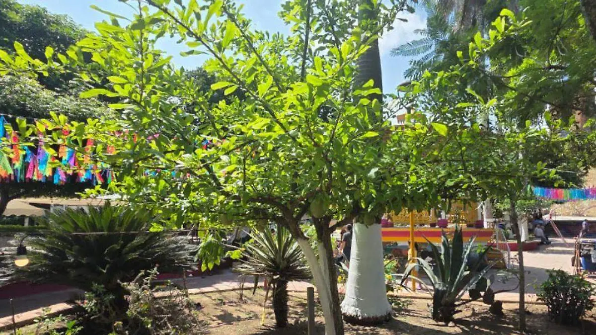 Propiedades medicinales y valor cultural del árbol de tima en la Huasteca