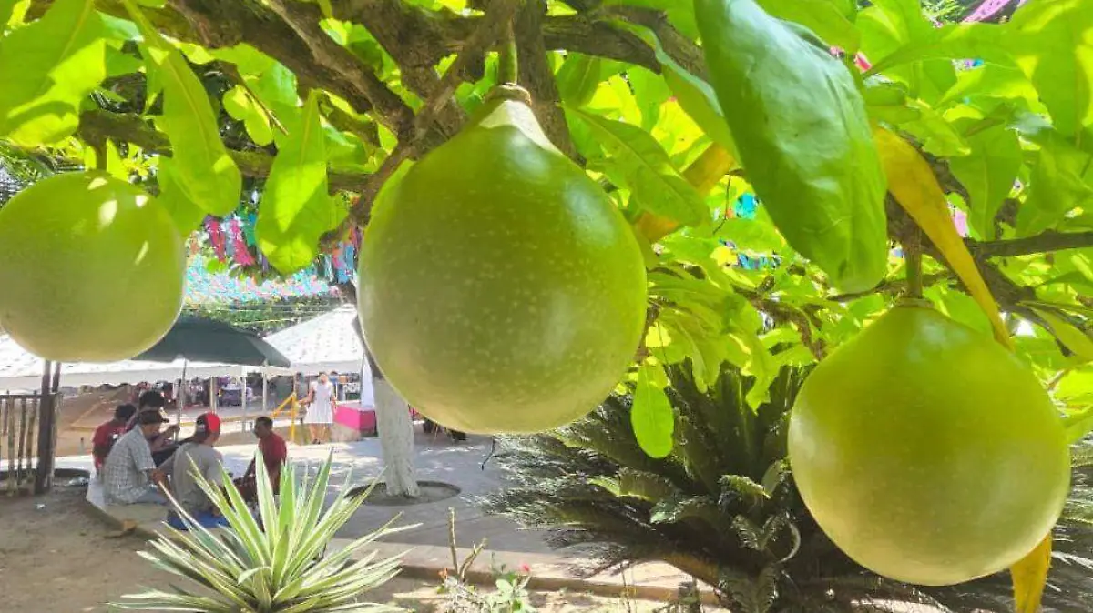 El árbol de tima: tradición, medicina y arte en la cultura huasteca