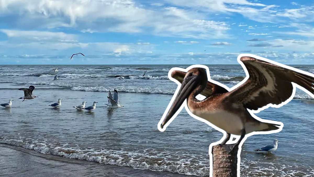 A Playa Bagdad, Tamaulipas arriban aves migratorias como los pelícanos, que en últimas fechas han aparecido muertas Facebook
