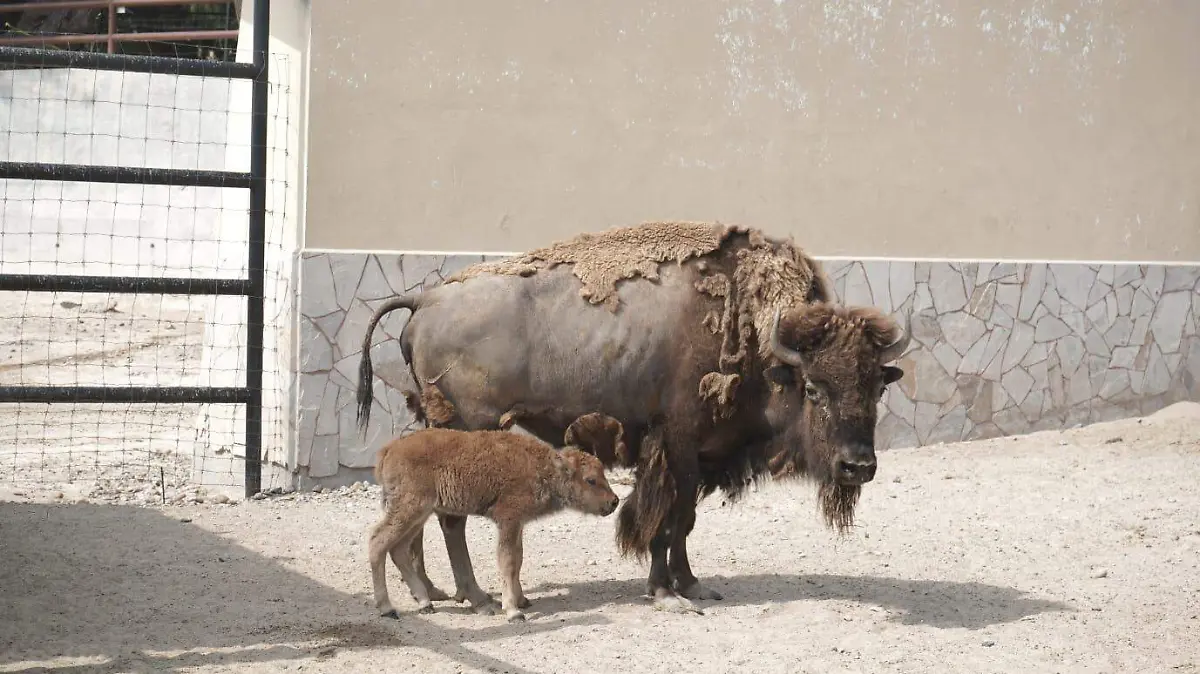 Bisonte americano zoologico