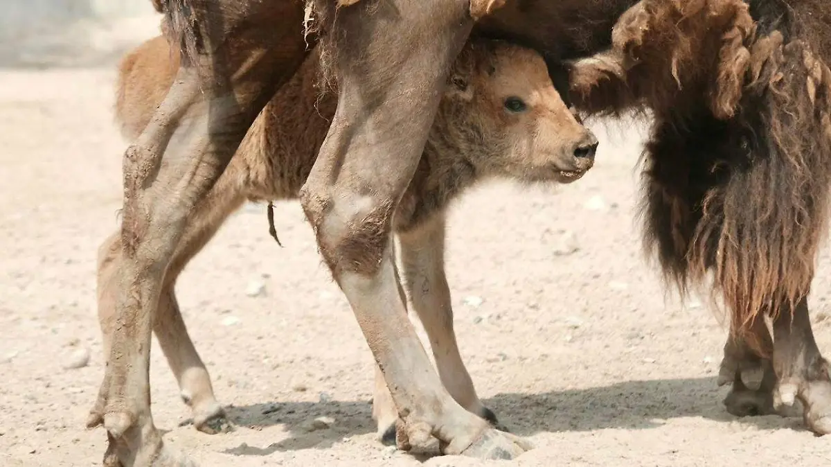 Bisonte cria Tamaulipas