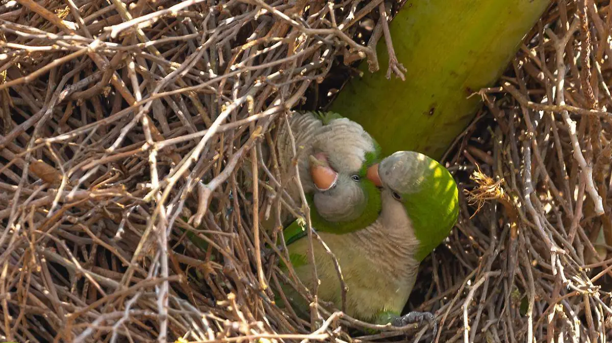 Lo que comenzó como una mascota exótica hoy amenaza ecosistemas, desplaza especies y pone en riesgo la biodiversidad