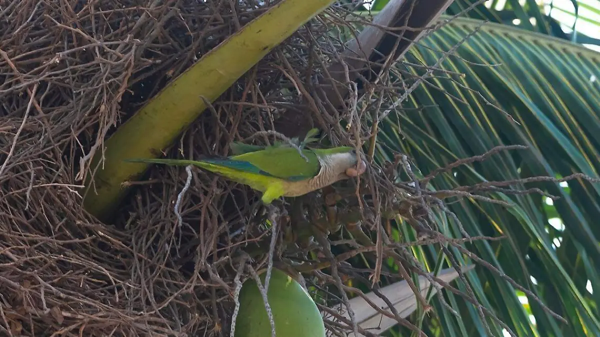 Una especie invasora ha despertado alerta ambiental por su expansión y el desplazamiento de aves nativas en México