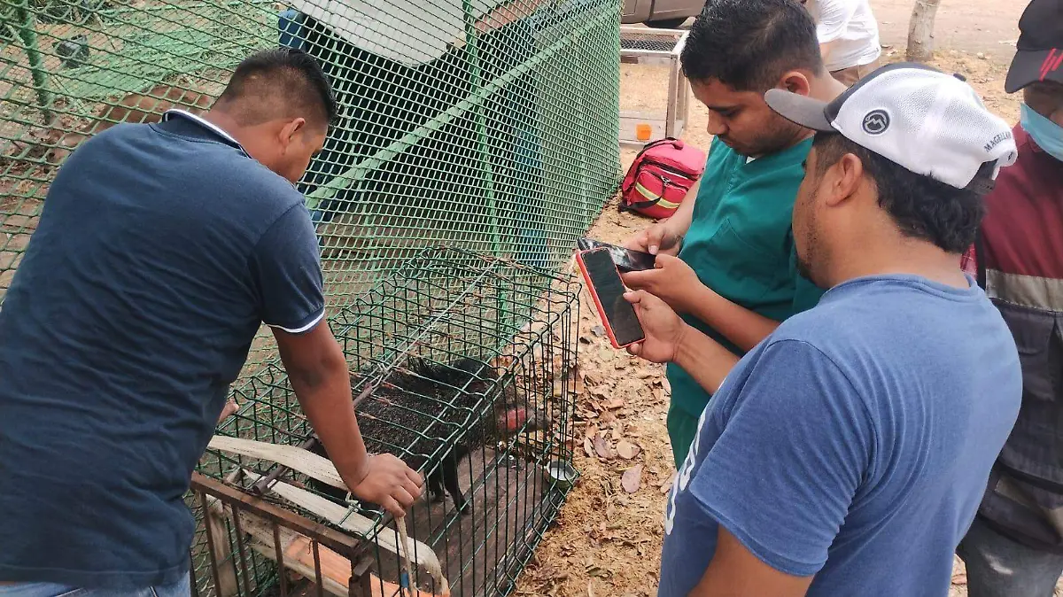 fauna silvestre Tamaulipas