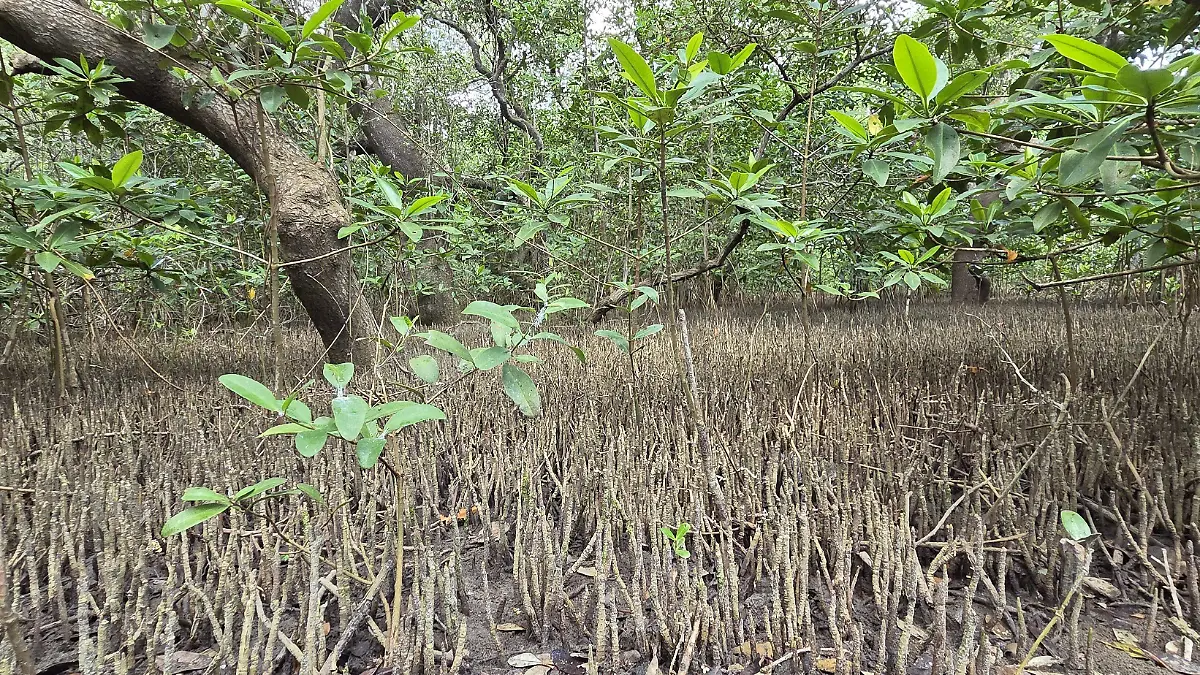 Los tallos de los mangles usualmente alcanzan una altura de tres a cuatro metros, a veces hasta 15 metros