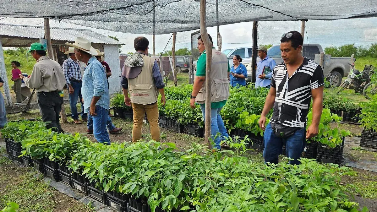 La colaboración comunitaria promueve la siembra de árboles