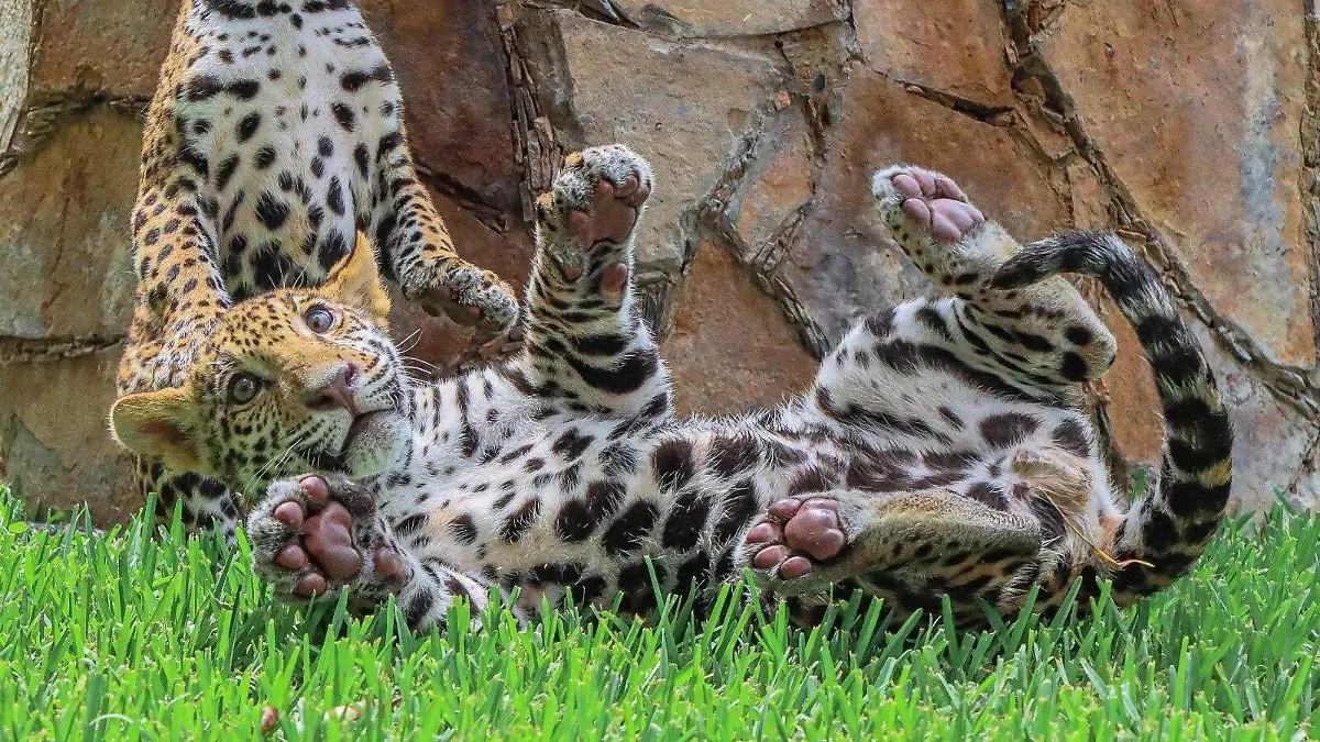 Dos cachorros de jaguar fueron donados por Nuevo Laredo a la Biósfera El Cielo para contribuir con la conservación 