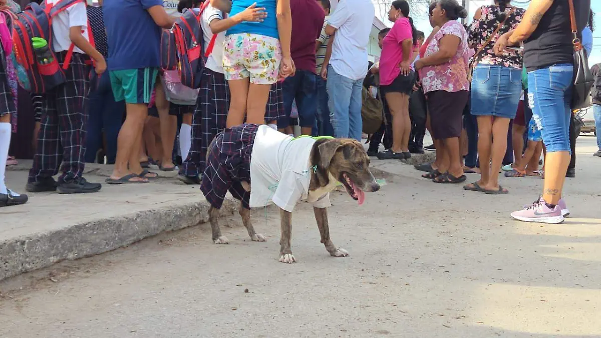 Terry, un perrito que sorprendió en Pueblo Viejo durante el regreso a clases, acompañó a su dueño y se ganó muchas sonrisas