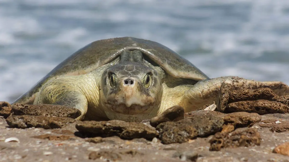 F 1.- Tortuga
