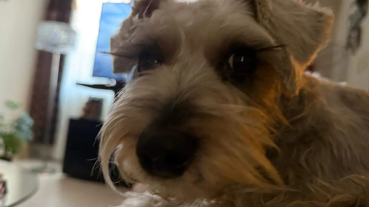 Movimiento Ciudadano presentó una iniciativa que busca asegurar a los 'gathijos' y 'perrhijos' ante un divorcio