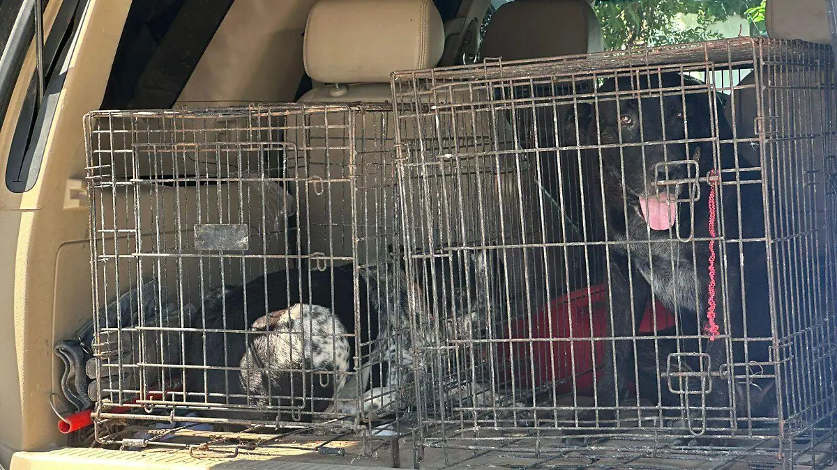 Los perros estarán dos semanas en observación, en tanto se definen si serán sacrificados